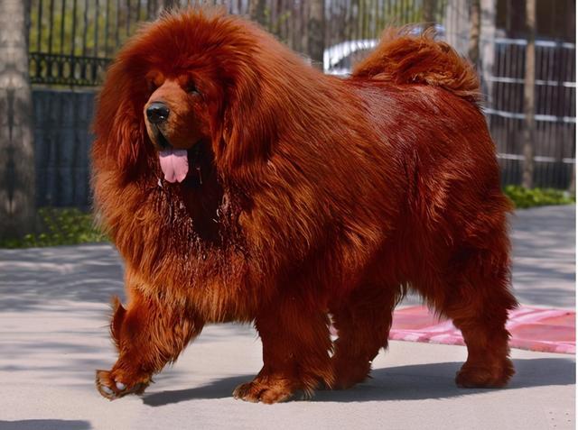 藏獒论坛，探索中国犬种文化的深度交流平台