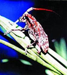 探索数字世界的奥秘，红五图库、天牛与97654的奇幻之旅