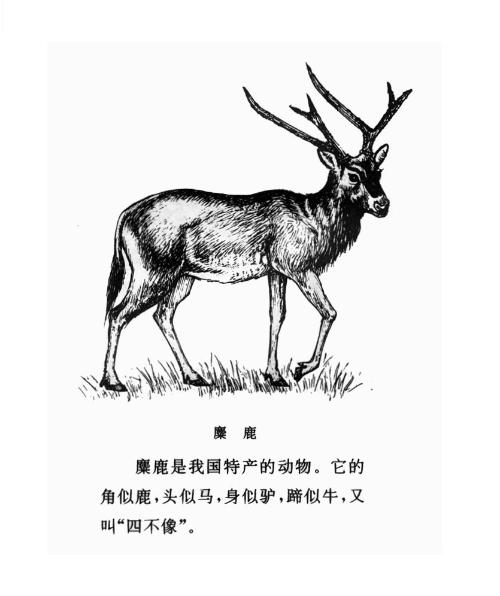 正版四不像吧——数字时代的版权迷思与文化融合