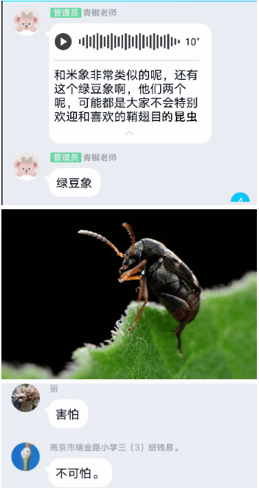 探索天牛3D图库与红五图的奇妙世界，从视觉盛宴到策略智慧的融合
